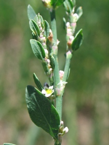 Polygonum ramosissimum